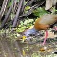 Grey-necked Wood Rail (Aramides cajaneus)
