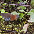 White-throated Crake (Laterallus albigularis)
