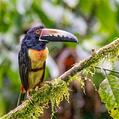 Collared Aracari (Pteroglossus torquatus)