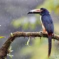 Collared Aracari (Pteroglossus torquatus)