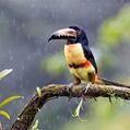 Collared Aracari (Pteroglossus torquatus)