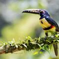 Collared Aracari (Pteroglossus torquatus)