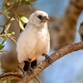 White-headed Buffalo Weaver (Dinemellia dinemelli)