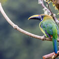 Emerald Toucanet (Aulacorhynchus prasinus)