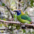 Emerald Toucanet (Aulacorhynchus prasinus)