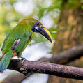 Emerald Toucanet (Aulacorhynchus prasinus)