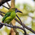 Emerald Toucanet (Aulacorhynchus prasinus)