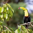 Keel-billed Toucan (Ramphastos sulfuratus)