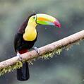 Keel-billed Toucan (Ramphastos sulfuratus)