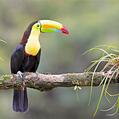 Keel-billed Toucan (Ramphastos sulfuratus)