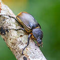 Elephant Beetle (Megasoma elephas)