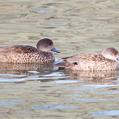Grey Teal (Anas gracilis)