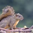 Red-Tailed Squirrel (Sciurus granatensis)