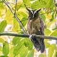 Crested Owl (Lophostrix cristata)