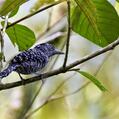 Barred Antshrike (Thamnophilus doliatus)