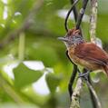 Barred Antshrike (Thamnophilus doliatus)