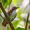 Bicolored Antbird (Gymnopithys bicolor)