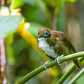 Bicolored Antbird (Gymnopithys bicolor)