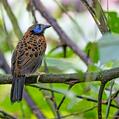 Ocellated Antbird (Phaenostictus mcleannani)