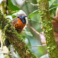 Ocellated Antbird (Phaenostictus mcleannani)