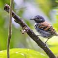 Spotted Antbird (Hylophylax naevioides)