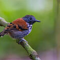 Spotted Antbird (Hylophylax naevioides)