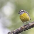 Bananaquit (Coereba flaveola)
