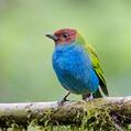 Bay-headed Tanager (Tangara gyrola)