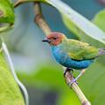 Bay-headed Tanager (Tangara gyrola)