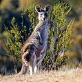 Eastern Grey Kangaroo (Macropus giganteus)