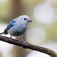 Blue-grey Tanager (Thraupis episcopus)