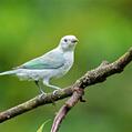 Blue-grey Tanager (Thraupis episcopus)