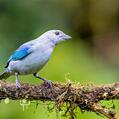 Blue-grey Tanager (Thraupis episcopus)