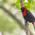 Crimson-collared Tanager (Ramphocelus sanguinolentus)