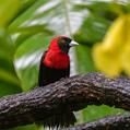 Crimson-collared Tanager (Ramphocelus sanguinolentus)