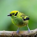 Emerald Tanager (Tangara florida)
