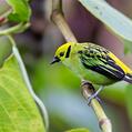 Emerald Tanager (Tangara florida)
