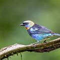 Golden-hooded Tanager (Tangara larvata)