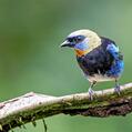 Golden-hooded Tanager (Tangara larvata)