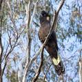 Yellow-tailed Black Cockatoo (Calyptorhynchus funereus)