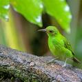 Green Honeycreeper (Chlorophanes spiza)