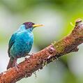 Green Honeycreeper (Chlorophanes spiza)