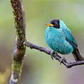Green Honeycreeper (Chlorophanes spiza)