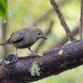 Palm Tanager (Thraupis palmarum)