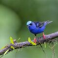 Red-legged Honeycreeper (Cyanerpes cyaneus)