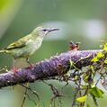 Red-legged Honeycreeper (Cyanerpes cyaneus)