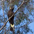 Yellow-tailed Black Cockatoo (Calyptorhynchus funereus)