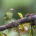 Red-legged Honeycreeper (Cyanerpes cyaneus)