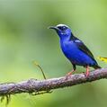 Red-legged Honeycreeper (Cyanerpes cyaneus)