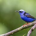 Red-legged Honeycreeper (Cyanerpes cyaneus)